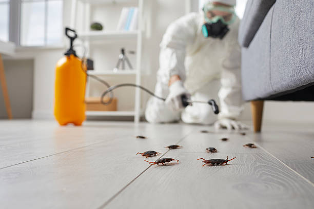 Commercial Kitchen Cockroach Control in Drumright